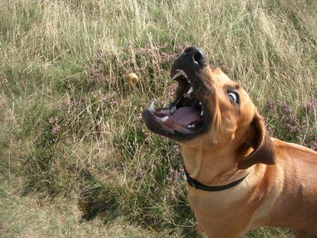 Rhodesian Ridgeback Hunde Foto 34012 in höherer Auflösung ansehen Rhodesian Ridgeback Ich hab soo Hunger (Ashanti von Angkor)