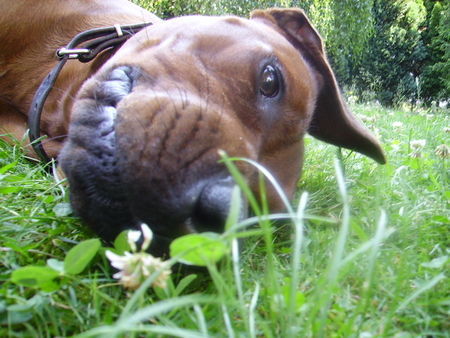 Rhodesian Ridgeback Hunde Foto 28049 Rhodesian Ridgeback Ganz faul