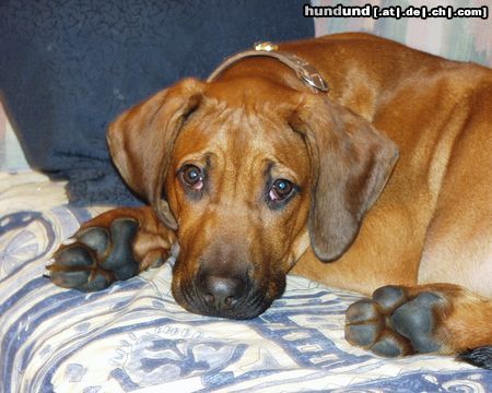 Rhodesian Ridgeback Hunde Foto 3560 Rhodesian Ridgeback Unser Rüde
