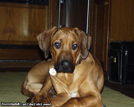 Rhodesian Ridgeback Hunde Foto 8835 Rhodesian Ridgeback Unser Baby