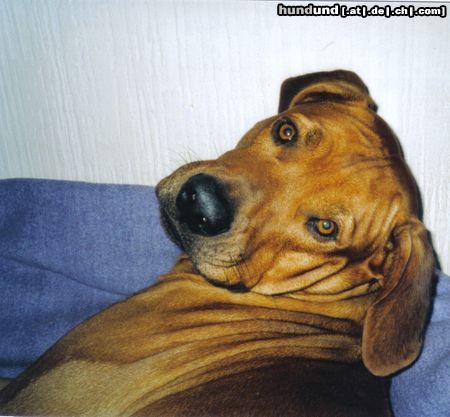 Rhodesian Ridgeback Umbani Chido