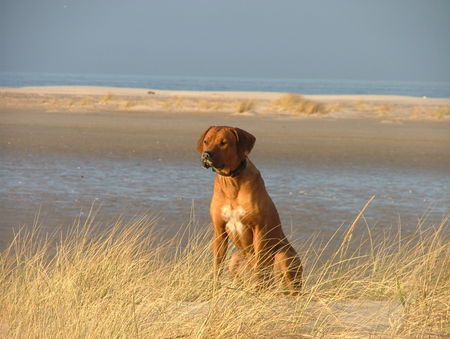 Rhodesian Ridgeback Cooper; fast 1 Jahr