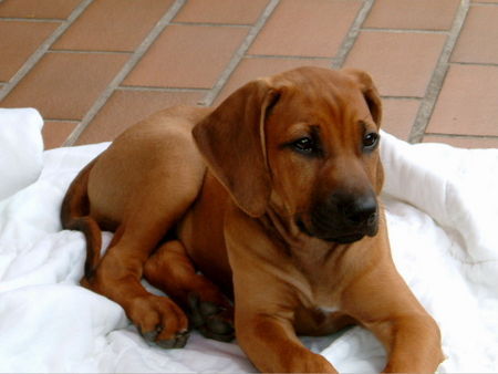 Rhodesian Ridgeback Hunde Foto 31982 in höherer Auflösung ansehen Rhodesian Ridgeback Rhodesian Ridgeback mit 10 Wochen