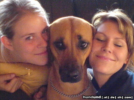 Rhodesian Ridgeback Hunde Foto 24944 in höherer Auflösung ansehen Rhodesian Ridgeback Schmuse-Ashantij