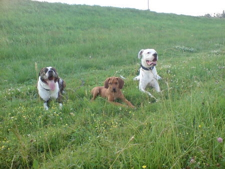 Rhodesian Ridgeback Cooper & friends