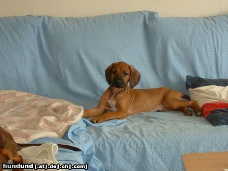 Rhodesian Ridgeback Hunde Foto 22501 in höherer Auflösung ansehen Rhodesian Ridgeback Nando