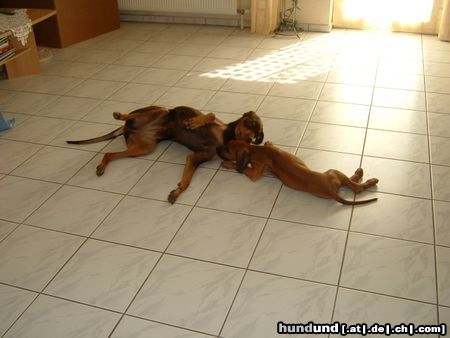 Rhodesian Ridgeback Hunde Foto 22502 in höherer Auflösung ansehen Rhodesian Ridgeback Nando und Cleo beim Toben