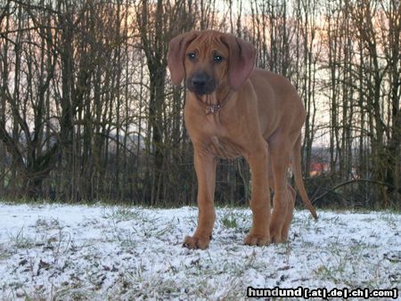 Rhodesian Ridgeback Hunde Foto 17820 in höherer Auflösung ansehen Rhodesian Ridgeback Gamba