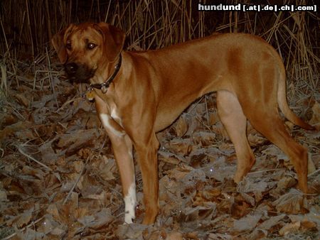 Rhodesian Ridgeback Hunde Foto 7414 Rhodesian Ridgeback WiWaWutzelMütze