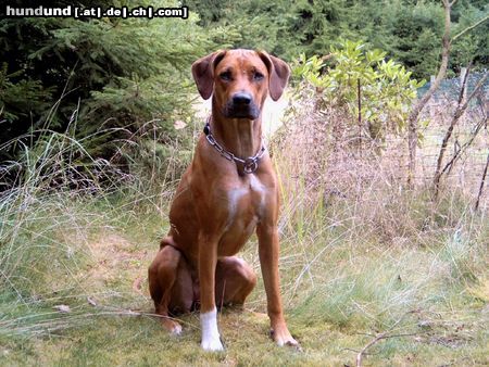 Rhodesian Ridgeback Hunde Foto 14317 Rhodesian Ridgeback Nasibu Dheyna mit 16 Monaten