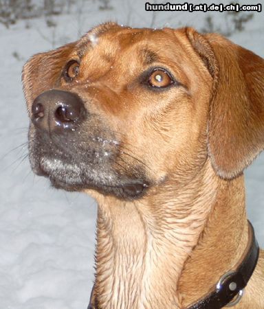 Rhodesian Ridgeback Hunde Foto 19193 Rhodesian Ridgeback Dheyna, 22 Monate