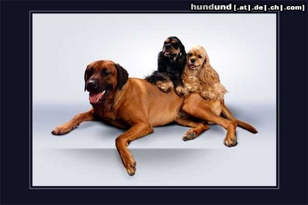 Rhodesian Ridgeback Hunde Foto 18253 Rhodesian Ridgeback Die Unzertrennlichen