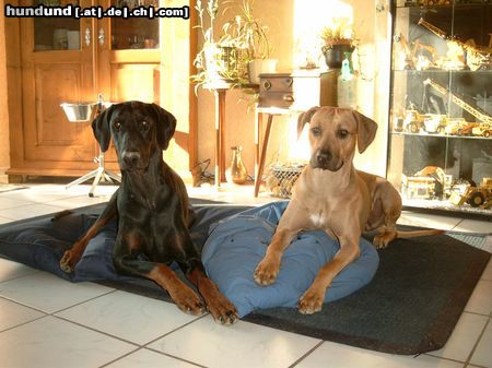 Rhodesian Ridgeback Hunde Foto 15408 Rhodesian Ridgeback Sammy und Shirly