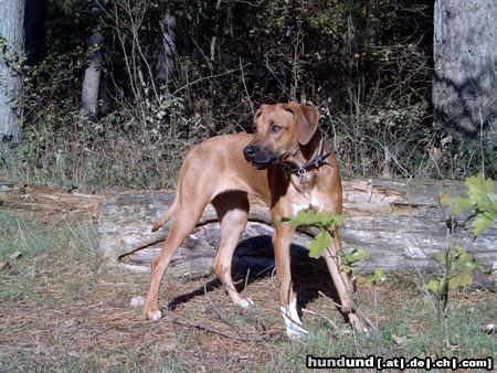 Rhodesian Ridgeback Hunde Foto 6438 Rhodesian Ridgeback Nasibu Dheyna (6 1/2 Mon.)