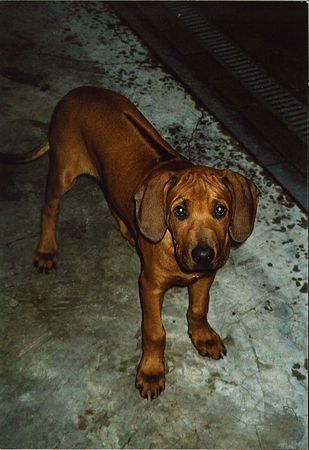 Rhodesian Ridgeback Hunde Foto 28540 in höherer Auflösung ansehen Rhodesian Ridgeback Eddy 13 Wo.