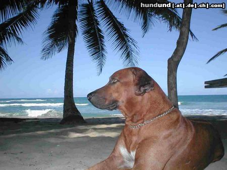 Rhodesian Ridgeback Hunde Foto 4528 Rhodesian Ridgeback