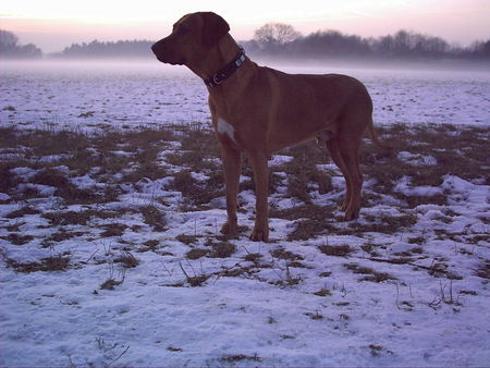 Rhodesian Ridgeback Hunde Foto 32281 Rhodesian Ridgeback