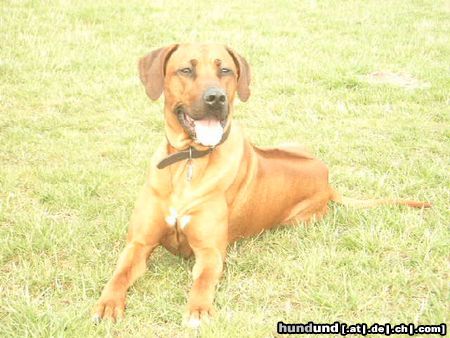Rhodesian Ridgeback Hunde Foto 20646 Rhodesian Ridgeback unser Fynn