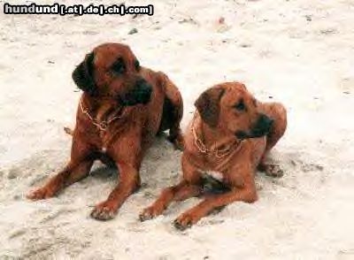 Rhodesian Ridgeback Hunde Foto 6476 Rhodesian Ridgeback Sind sie nicht süss???