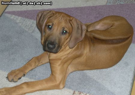 Rhodesian Ridgeback Hunde Foto 17796 in höherer Auflösung ansehen Rhodesian Ridgeback Gamba....