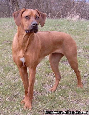 Rhodesian Ridgeback Meine Gina