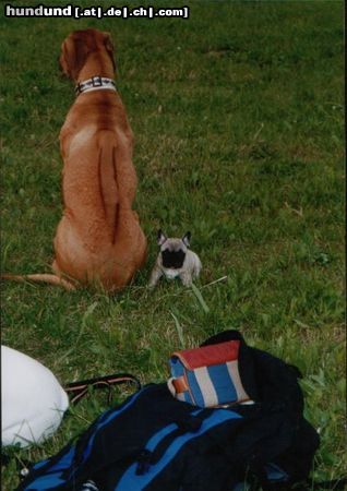 Rhodesian Ridgeback Hunde Foto 13437 Rhodesian Ridgeback Zaba & French Bullybaby