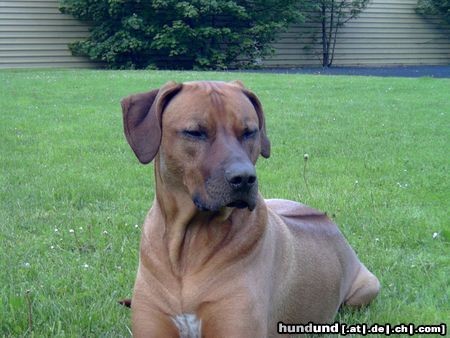 Rhodesian Ridgeback Unser