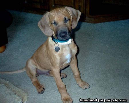 Rhodesian Ridgeback Hunde Foto 20987 in höherer Auflösung ansehen Rhodesian Ridgeback VORSICHT es blitzt schon wieder...