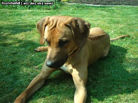 Rhodesian Ridgeback Hunde Foto 20984 in höherer Auflösung ansehen Rhodesian Ridgeback ahhh..da krabelt was an mir hoch...Frauchen sagt,dass ist doch nur ne Ameise,aber man weiss ja nie ob sowas nicht doch beisst...