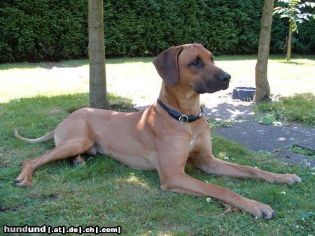 Rhodesian Ridgeback Hunde Foto 22509 in höherer Auflösung ansehen Rhodesian Ridgeback Barun im Garten