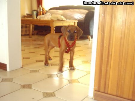 Rhodesian Ridgeback Hunde Foto 12071 Rhodesian Ridgeback kleiner Frechdachs