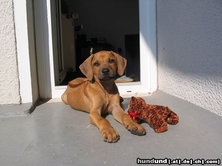 Rhodesian Ridgeback unser Jamal mit 14 Wochen