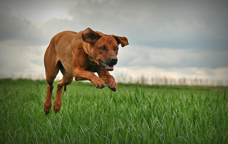 Rhodesian Ridgeback Hunde Foto 42970 Rhodesian Ridgeback Flying Billie
