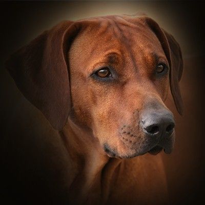 Rhodesian Ridgeback Basihma