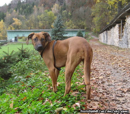 Rhodesian Ridgeback Jala von der Brookenegge  8 Monate