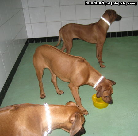 Rhodesian Ridgeback Jala und ihre Schwestern 7 Monate