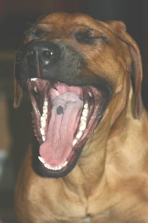 Rhodesian Ridgeback Hunde Foto 30159 in höherer Auflösung ansehen Rhodesian Ridgeback Buuaa - ich will will dir fressen...