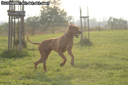 Rhodesian Ridgeback Hunde Foto 24939 in höherer Auflösung ansehen Rhodesian Ridgeback Achtung, ich komme!