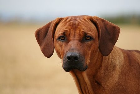 Rhodesian Ridgeback Billie