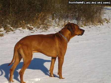 Rhodesian Ridgeback Deckrüde...hält Ausschau :-) 03622/907445