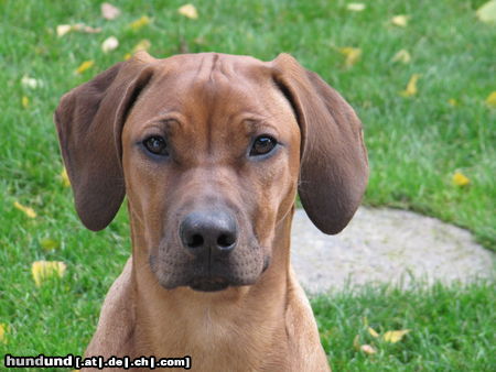 Rhodesian Ridgeback Indra im Alter von 8 Monaten