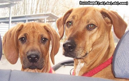 Rhodesian Ridgeback Hunde Foto 17797 Rhodesian Ridgeback Jack und Lia