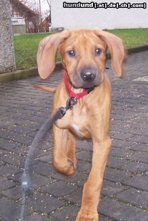 Rhodesian Ridgeback Hunde Foto 17799 in höherer Auflösung ansehen Rhodesian Ridgeback Jack