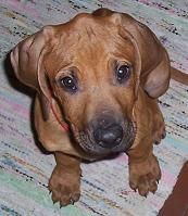 Rhodesian Ridgeback Hunde Foto 30039 in höherer Auflösung ansehen Rhodesian Ridgeback Baby-Jacko 10 wochen....