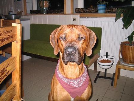 Rhodesian Ridgeback Hunde Foto 29904 Rhodesian Ridgeback