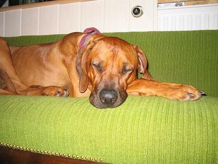 Rhodesian Ridgeback Hunde Foto 29903 Rhodesian Ridgeback