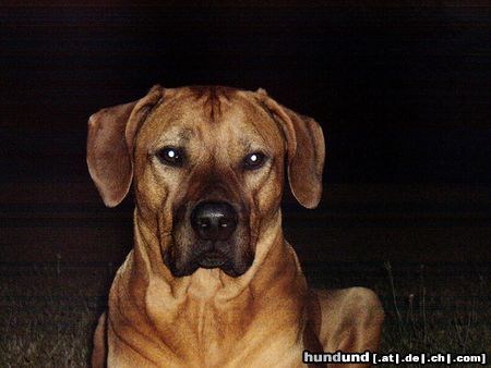 Rhodesian Ridgeback Yamba 