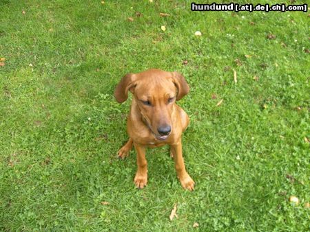 Rhodesian Ridgeback Hunde Foto 17494 Rhodesian Ridgeback BAH