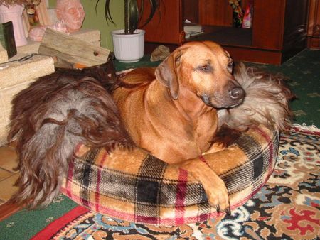Rhodesian Ridgeback Hunde Foto 34194 Rhodesian Ridgeback Mein Engel (1997 - 2006)