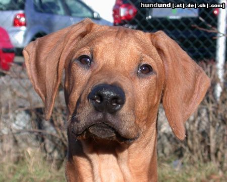Rhodesian Ridgeback Embe Kimba 